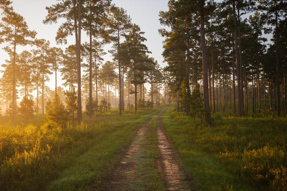 Dirt road through a pine forest at sunrise.