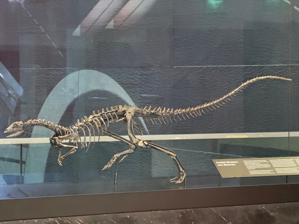 Fossil skeleton of an ancient dinosaur.
