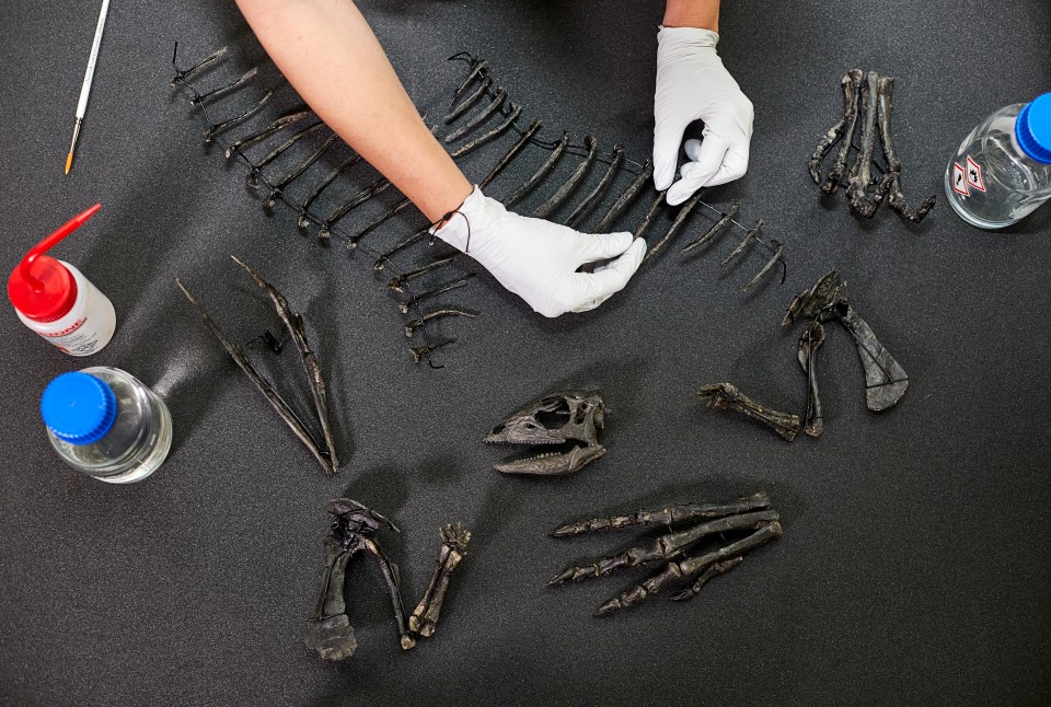 Fossil preparation: a person in gloves carefully assembles fossilized dinosaur bones.