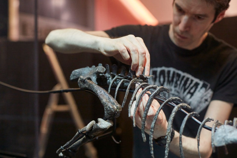 Person assembling a dinosaur skeleton.