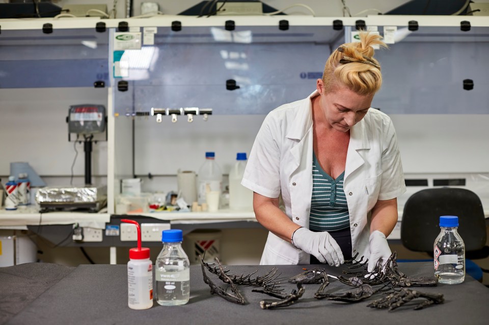 Scientist cleaning dinosaur fossils in a lab.