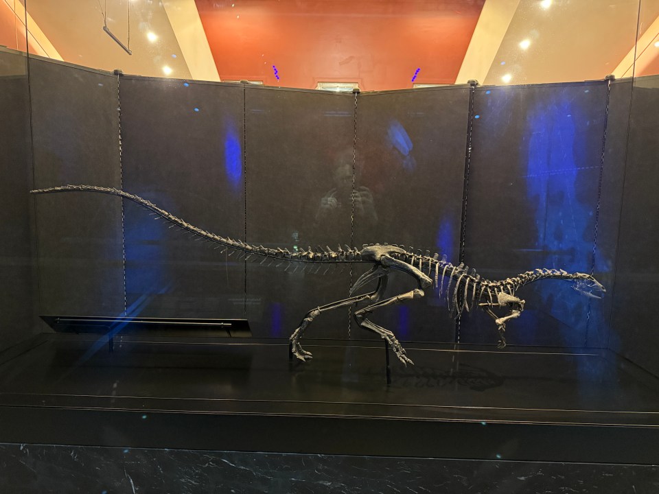 Dinosaur skeleton in museum display case.