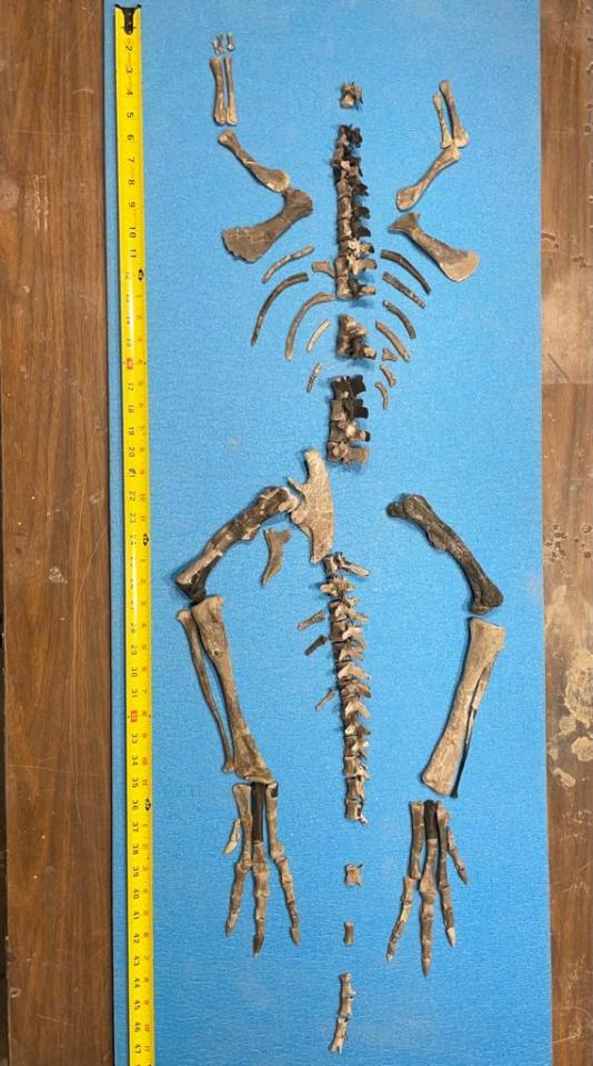 Fossil dinosaur skeleton layout.