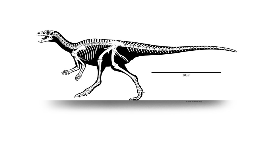 Illustration of a dinosaur skeleton.