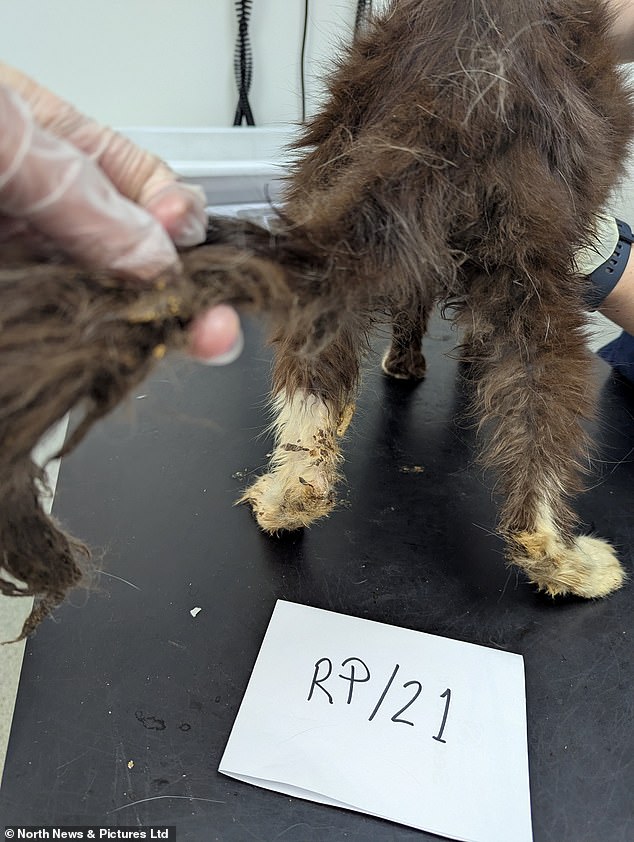 Pictured is one of the cats after it was rescued from the property