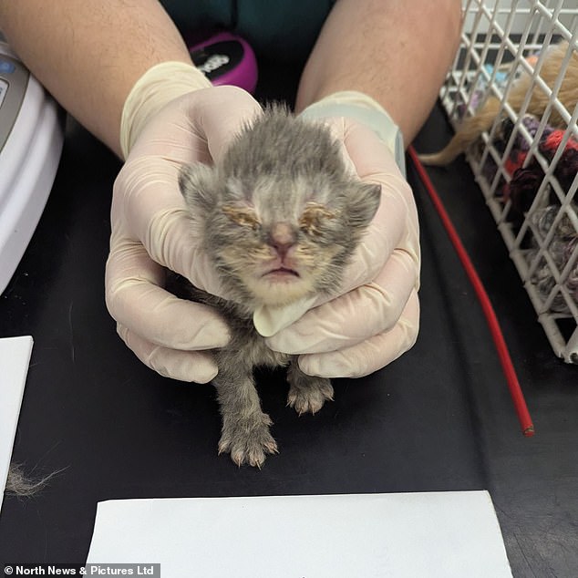 Many of the felines had multiple health issues and several were pregnant. The majority of the kittens born at the property had died