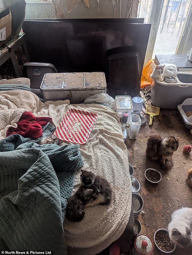 Ernest claimed the kittens looked 'alright' and said the cats were 'definitely not suffering'