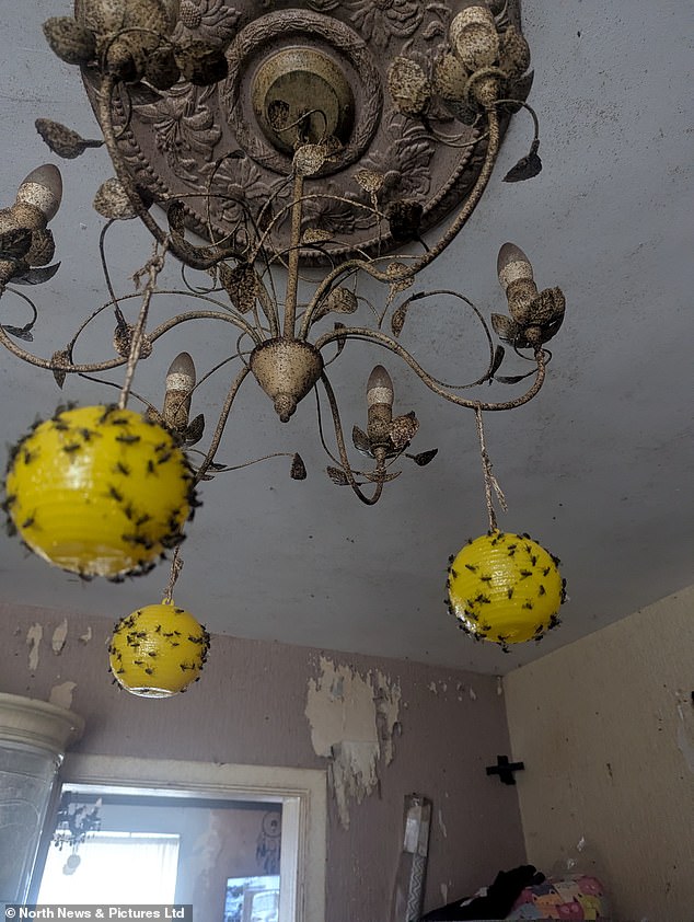 Pictured: Dead flies in the property that was inspected by the RSPCA