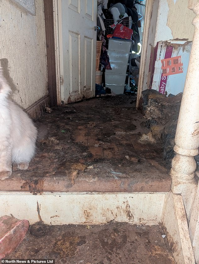 During an interview with the RSPCA, Jean said she had 'possibly lost track' of how many cats she had