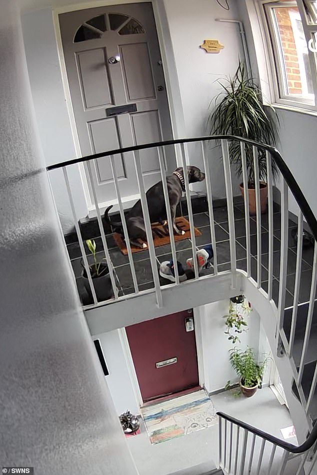 The CCTV cameras captured Drina Gray taking her dog upstairs to foul the couple's doorstep