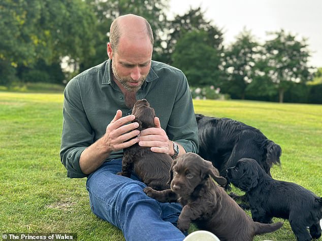 Prince William with his spaniel Orla and her puppies. The Waleses are planning on keeping one of the brood for their children