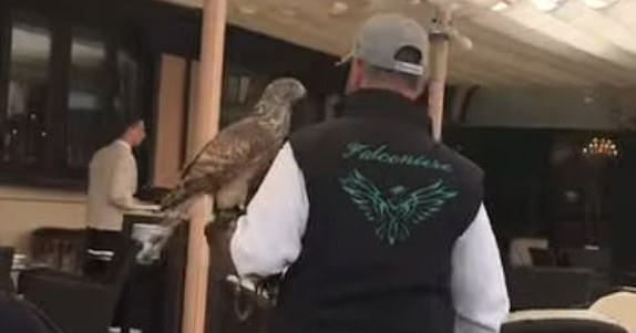 Uncleared grabs: The Cipriani house hawk chases the seagulls & pigeons away. That also saves cleaning costs