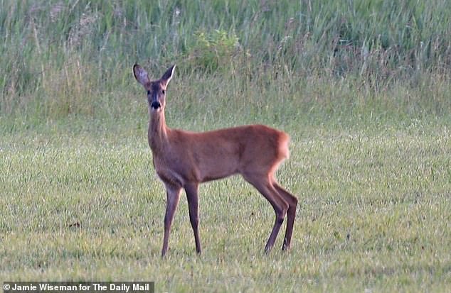 While the men hunt the skies for Gerans, a pair of corn crakes are broadcasting a mating call that only another corn crake would love. Pictured: More wildlife in the field