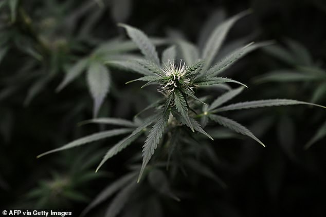 Hussain spent around £600 per week on cannabis (File image)