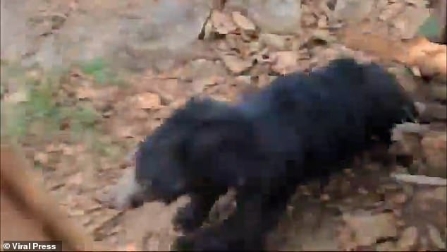 The bear can be seen charging at the men in a terrifying clip