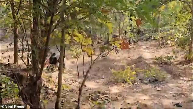 Forest guards believe the bear was infected by rabies
