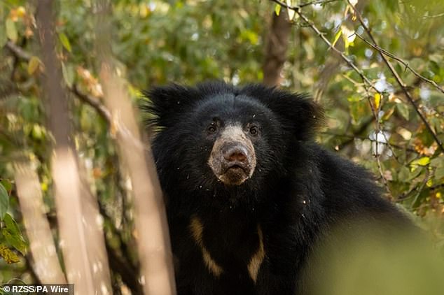 Sloth bears are native to India. They have mauled thousands of people and killed hundreds over the last 20 years