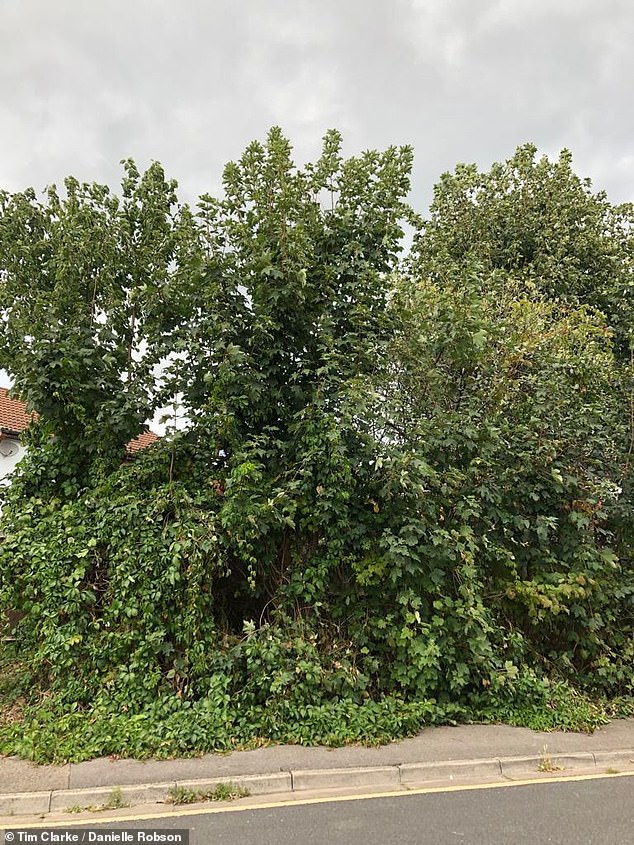 When they were offered the opportunity to purchase the land, the residents jointly agreed they would benefit from taking away the nuisance verge, pictured before the fence was installed