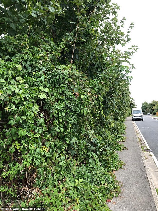 The neighbours claim Taylor Wimpey was 'never interested' in maintaining the thick shrubs, pictured before the fence was installed, which shot up to 20ft high in places