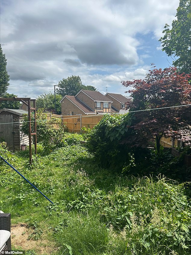 Danielle Robson's existing garden has now become overgrown with the brambles that were not removed entirely from the shrubland area she has puchased