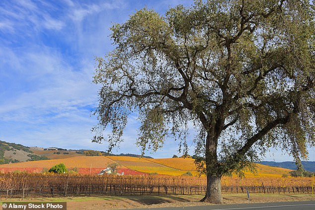 The wine was put into barrels and shipped 20 miles across winding country roads to the Kunde Family Winery in the neighbouring valley of Sonoma County