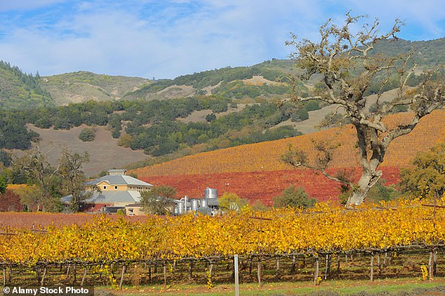 Fairwinds Estate has risen 'phoenix-like from the ashes,' cellar master Troy Harbison told the MoS when we visited on Friday afternoon
