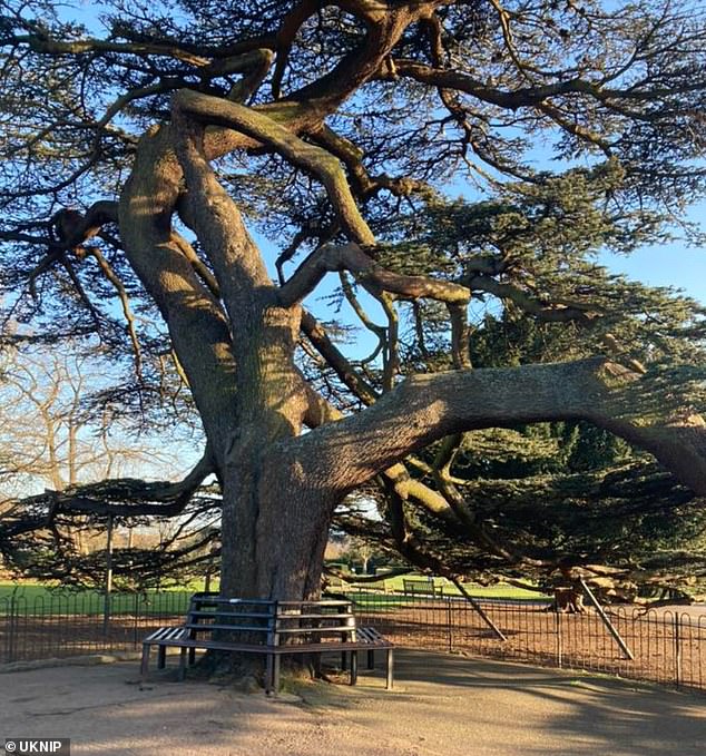 Three other children were taken to hospital with minor injuries in the horror incident in Chalkwell Park in Southend, Essex, at 3pm today. Pictured: The tree believed to be involved in the incident