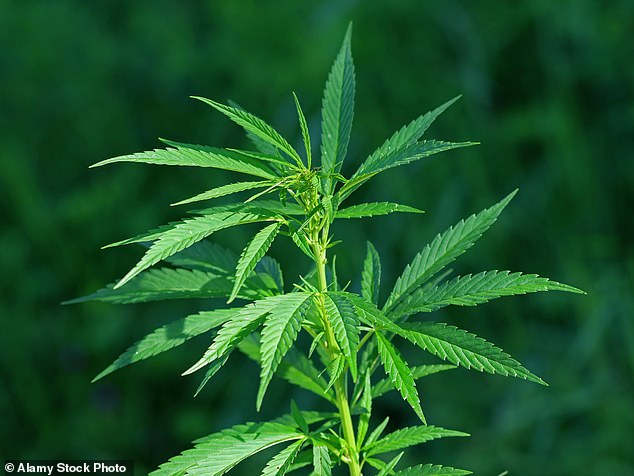 David Sidwick, Police and Crime Commissioner for Dorset, said he wanted to see 'tougher measures' for cannabis possession because it was a gateway to harder drugs (file pic)