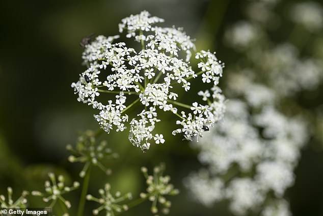 Hemlock produces clusters of white flowers in summer, similar to those of wild carrot