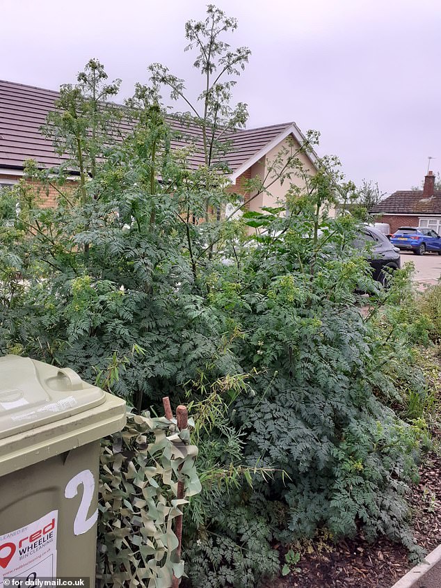 The deadly shrub was spiralling up to the roofs of the tiny 1950's built bungalows after being left to grow wild
