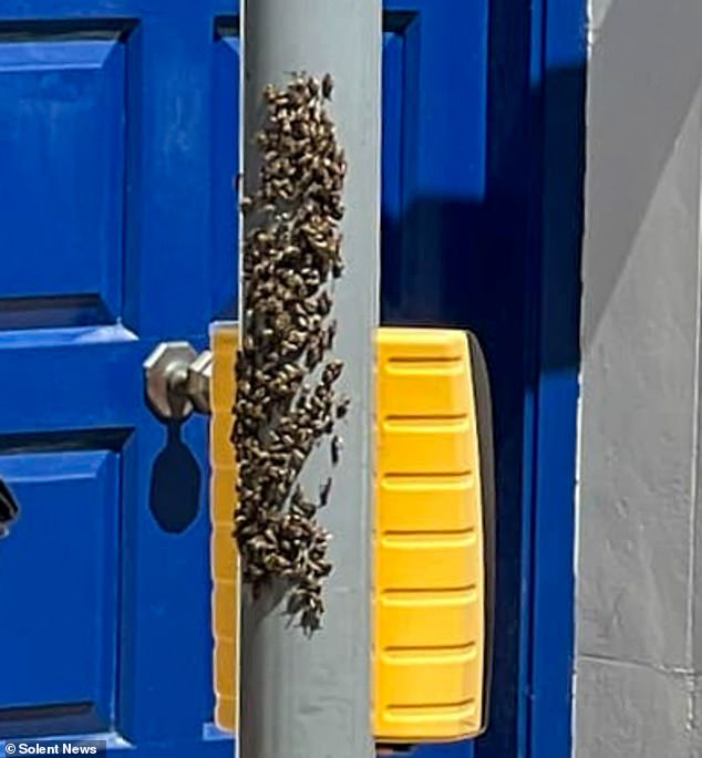 A photo posted on social media shows two officers and a PCSO looking flummoxed as they stare at the cluster of pollinators in the centre of Winchester, Hampshire