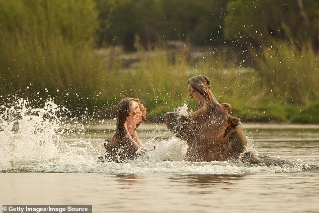 After one of his fellow guides as 'catapulted' out of the water, Templer tried to help him, when he found himself in the mouth of the beast (stock image)