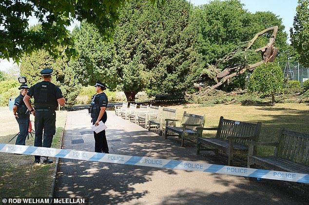 Steve Ives, 68, who walks through the park every day, similarly told the BBC the tree had been supported by metal struts 'ever since I can remember'. Pictured: Police at the scene in the park today