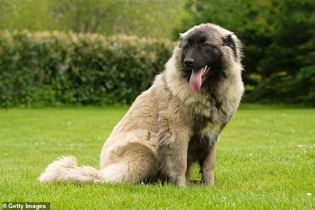The third most expensive breed is the Estrela Mountain Dog (pictured), costing £14,778