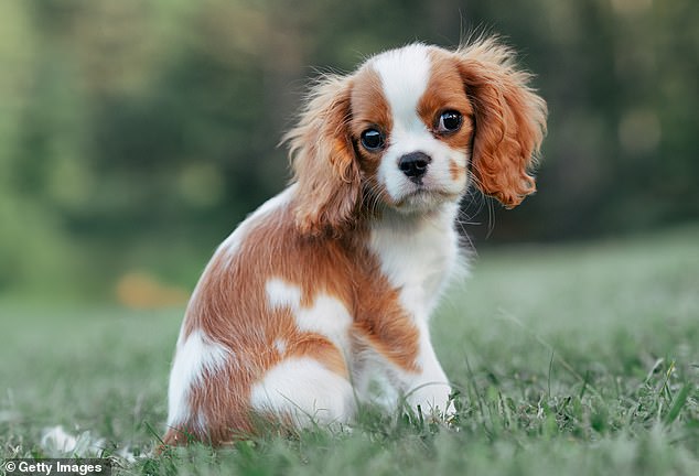 The UK's cheapest dog breed is the English Toy Spaniel (pictured), which costs just £5,348 over its life
