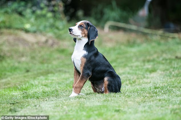 The Hamiltonstovare (pictured) is the second most expensive breed, costing £14,951