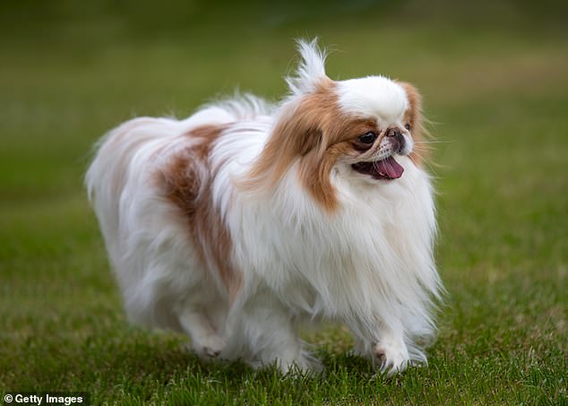 Smaller breeds such as the Japanese Chin (pictured), costing only £5,348, were much cheaper due to the smaller amounts of food needed