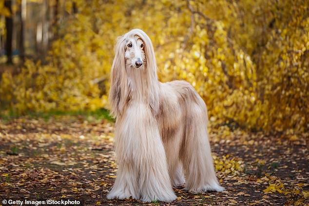 Long-haired dogs such as the Afghan Hound (pictured) can cost up to £1,925 just for their grooming