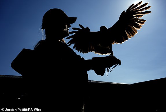 Rufus the Harris's Hawk, used to keep pigeons away from the courts, with handler Donna Davis, on day one of the 2025 Wimbledon Championships at the All England Lawn Tennis and Croquet Club, London. Picture date: Monday June 30, 2025. PA Photo. Photo credit should read: Jordan Pettitt/PA Wire.RESTRICTIONS: Editorial use only. No commercial use without prior written consent of the AELTC. Still image use only - no moving images to emulate broadcast. No superimposing or removal of sponsor/ad logos.