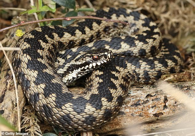 Things took a turn when she fell onto an unsuspecting snake while cycling in Cornwall. (Stock Image)