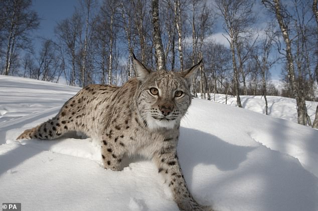 The chief of Natural England has called for Lynx to be reintroduced to Britain in the next two years