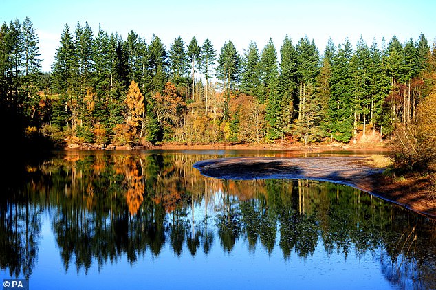 Pictured: Kielder Water & Forest Park, Newcastle, Northumberland. The park could see six lynx from Sweden introduced under the proposals