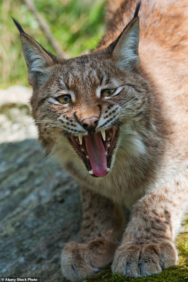 The big cats, which are around the same size as a Labrador dog, now live in mainland Europe, although they're rarely seen by humans