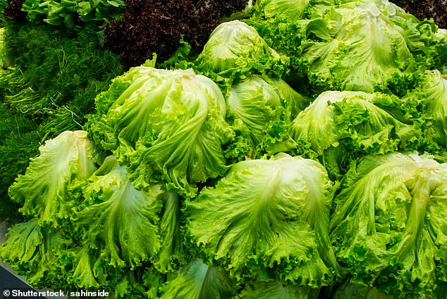 Last year, more than 280 people were struck down by STEC in an outbreak linked to ready meal sandwiches containing contaminated lettuce grown in the UK. Expert are confident a type of butterhead lettuce , named Apollo, is behind the outbreak.