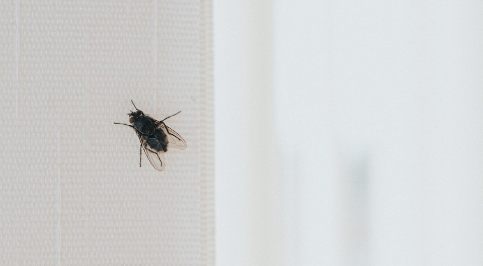 Black fly on window blind.