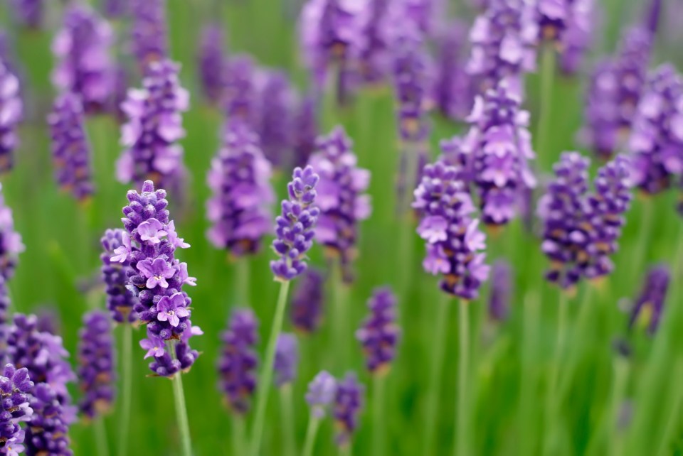 Lavender flowers blooming in a field