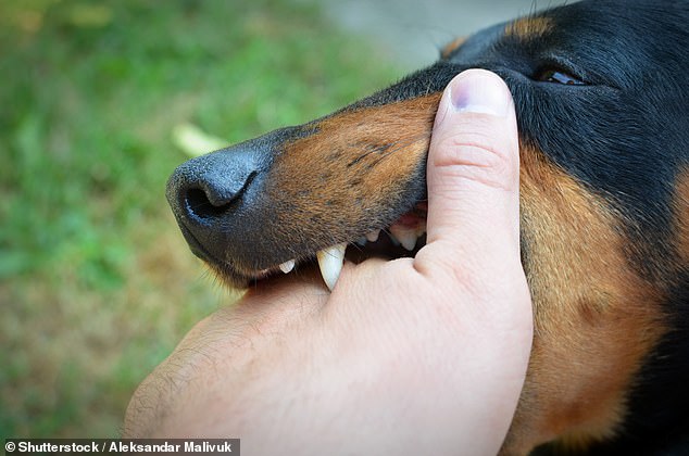 Officials revealed the unnamed individual contracted the illness following contact with a stray dog. But it was only after they returned to Yorkshire and The Humber that they were diagnosed with the virus