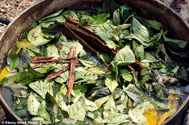 An American tourist has died after taking ayahuasca in the Peruvian Amazon