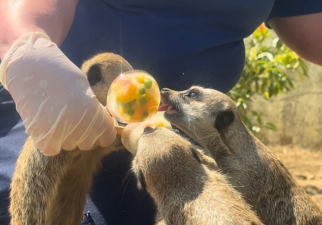 Zookeepers at Drusillas in Sussex have had to resort to unconventional ways to help stop their animals from overheating yesterday - with frozen 'treats' on popsicle sticks