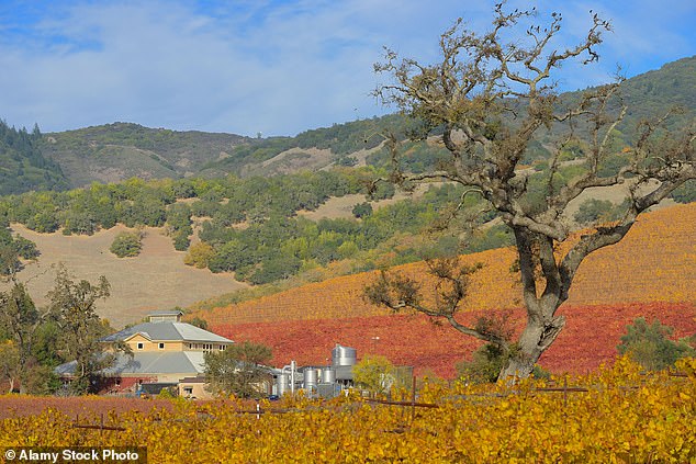 Gently rolling hills lush with grape-heavy vineyards stretch for miles through California's verdant Napa Valley until a turn on Silverado Trail leads you to the yawning chasm of a cave carved into the hillside